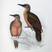 Ground Woodpecker